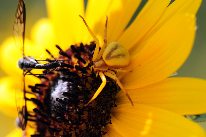 Prairie Sunflower is a tap rooted native annual that grows up to 5 feet or more, usually much less. These beautiful flowers bloom from March to October across their broad geographic range over most of North America. Note Crab Spider (Misumena sp.) in photos hiding along the edge of the disk flowers. Helianthus petiolaris